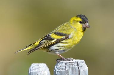 A siskin sitting on a wooden stake.
