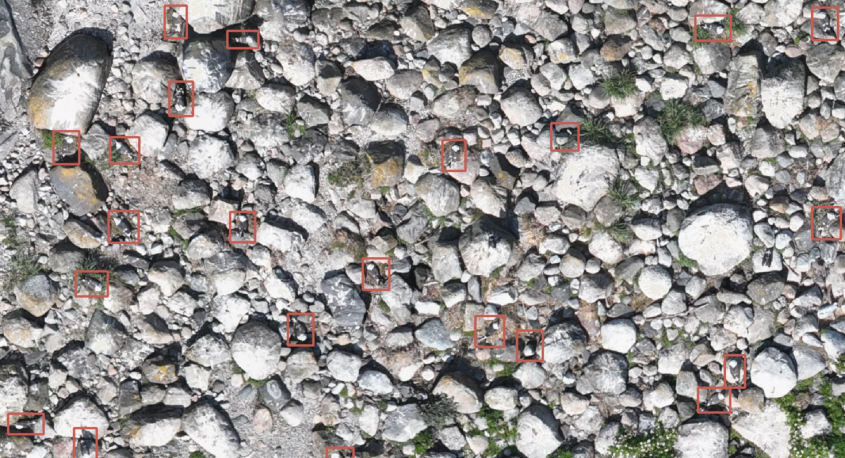 AI used to detect birds on a stony beach