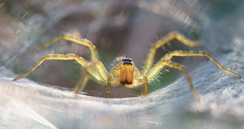 Close up of a spider in a spider web.