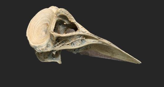 Illustration of a 4000 year old Atlantic bluefin tuna vertebra.