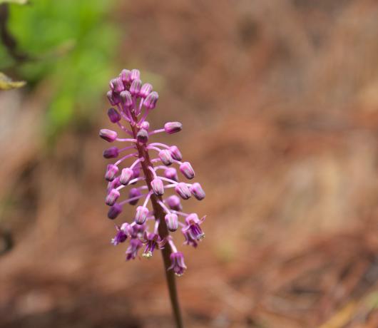 A flowering ledebouria plant.