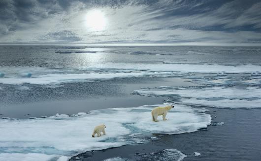 An icebearn and her cub walking on an ice floe in antartic waters.