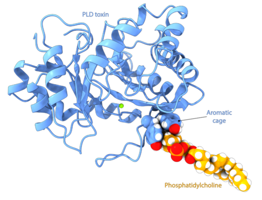 A figure that shows the presence of aromatic can in the structure of some spider toxins.