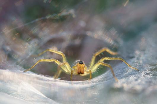 Close up of a spider in a web. 