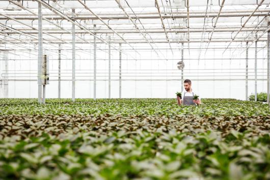 A gardener tending to plants inside a huge green house.