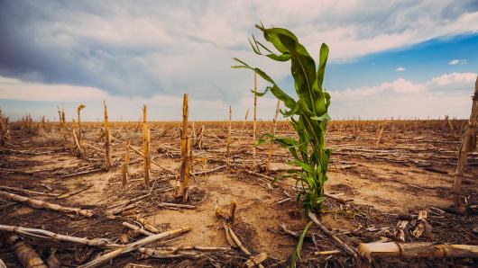 A green plant growing in a field damaged by draught. 