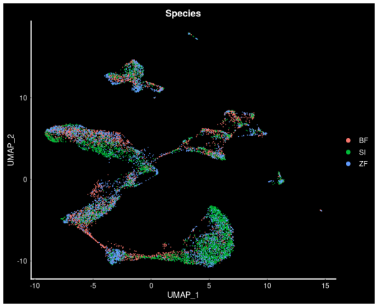 Preliminary analysis of single-cell transcriptomic data from testes of three species of birds - BF = Eurasian bullfinch, SI = Eurasian siskin, ZF = zebra finch.