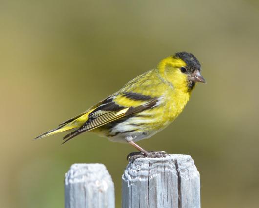 A siskin sitting on a wooden stake.