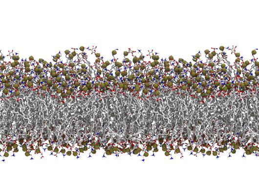 Close up of lipid baylayer.