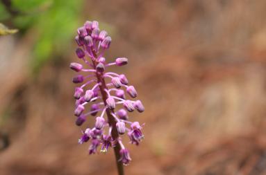 A flowering ledebouria plant.