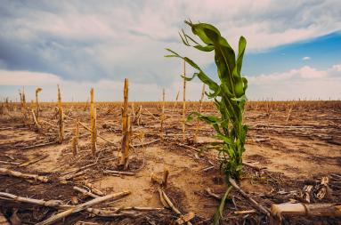 A green plant growing in a field damaged by draught. 
