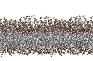 Close up of lipid baylayer. 